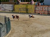 Golden Rabbit European Sandtrack-Derby Th. Ernst (165)